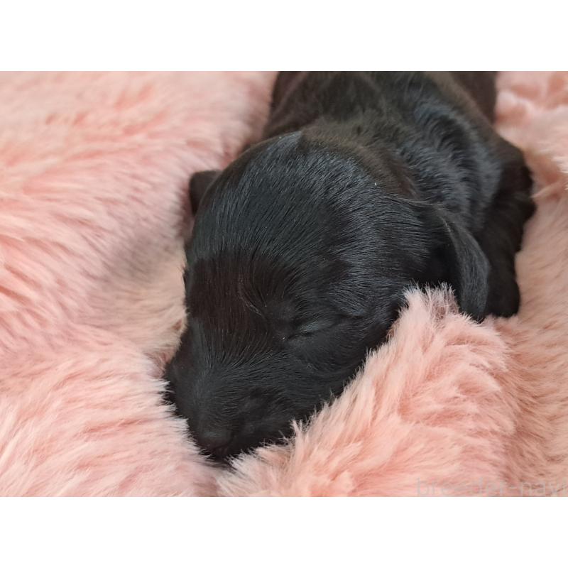 販売中の愛知県のダップー:ミニチュアダックスフンド×トイプードル-429287の5枚目