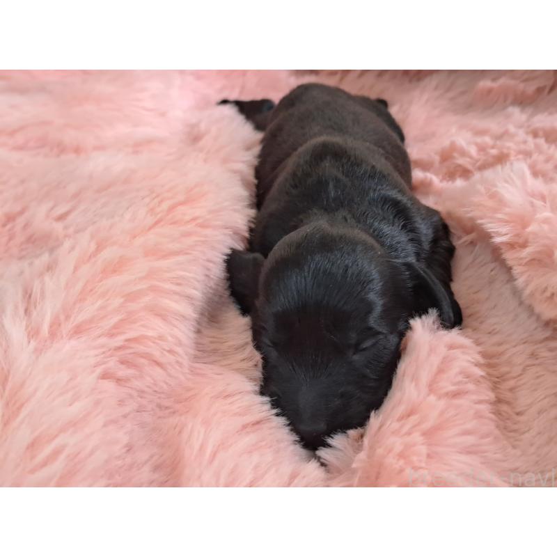 販売中の愛知県のダップー:ミニチュアダックスフンド×トイプードル-429287の4枚目