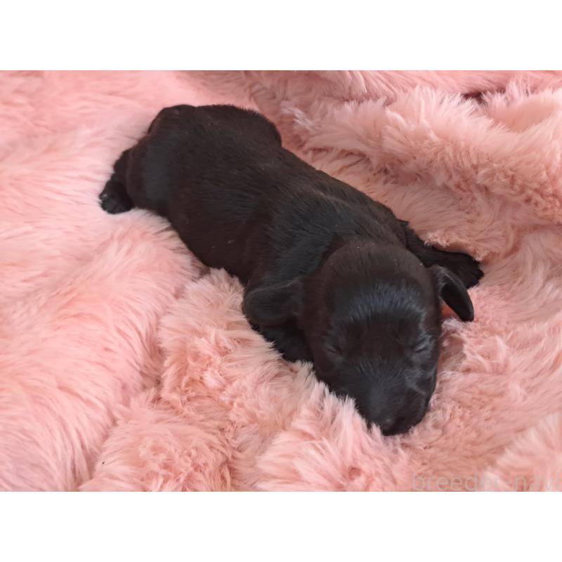 販売中の愛知県のダップー:ミニチュアダックスフンド×トイプードル-429287の3枚目