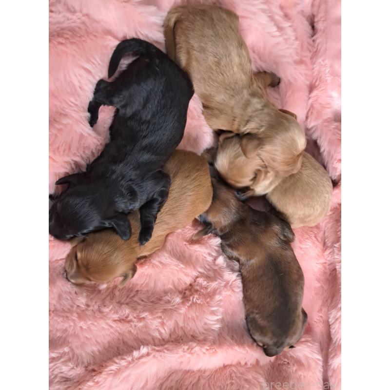 販売中の愛知県のダップー:ミニチュアダックスフンド×トイプードル-429287の2枚目