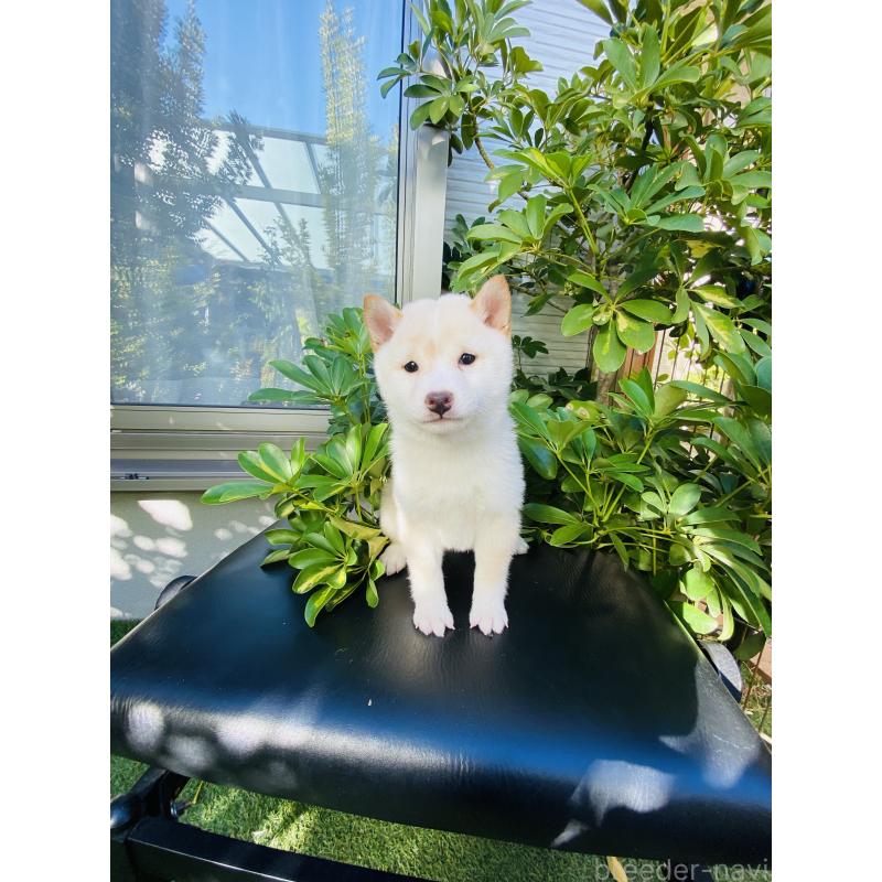 販売中の千葉県の豆柴-429285の1枚目