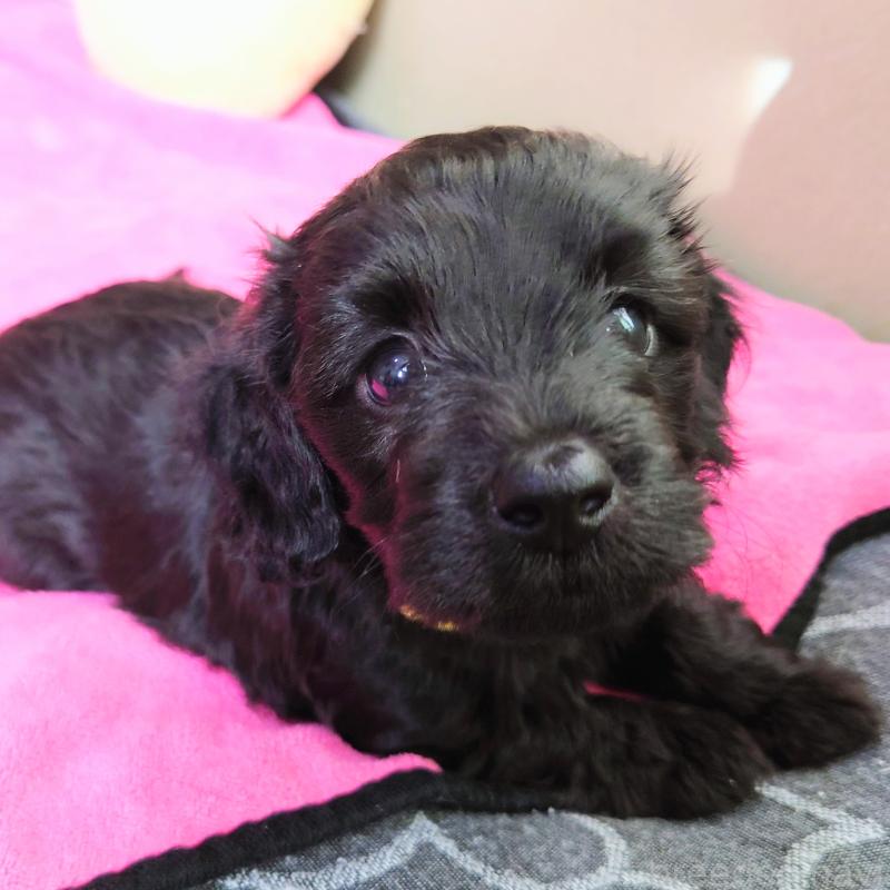 販売中の埼玉県のダップー:ミニチュアダックスフンド×トイプードル-429286