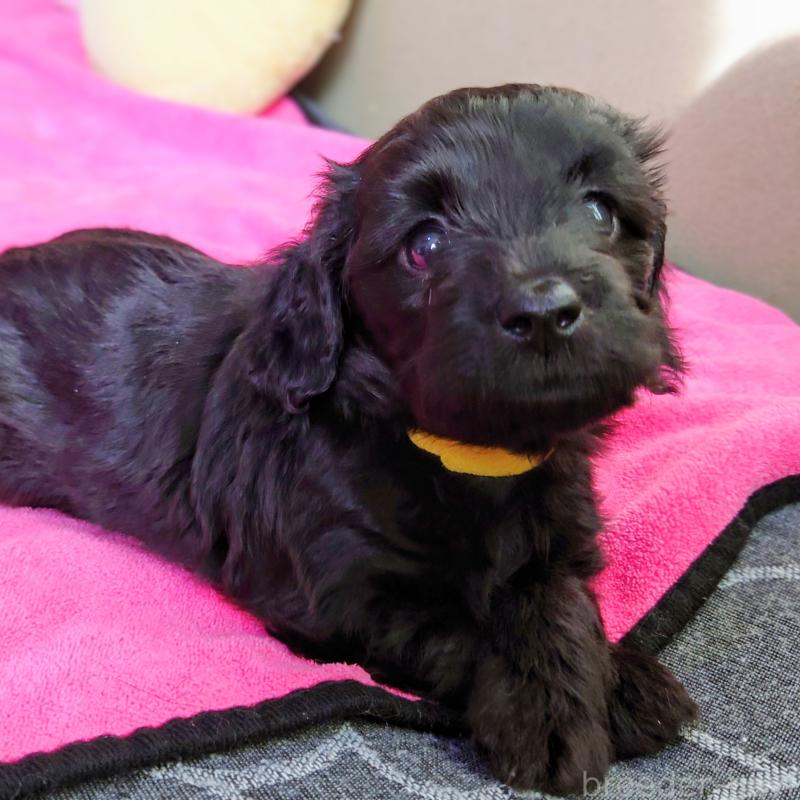 販売中の埼玉県のダップー:ミニチュアダックスフンド×トイプードル-429286の3枚目