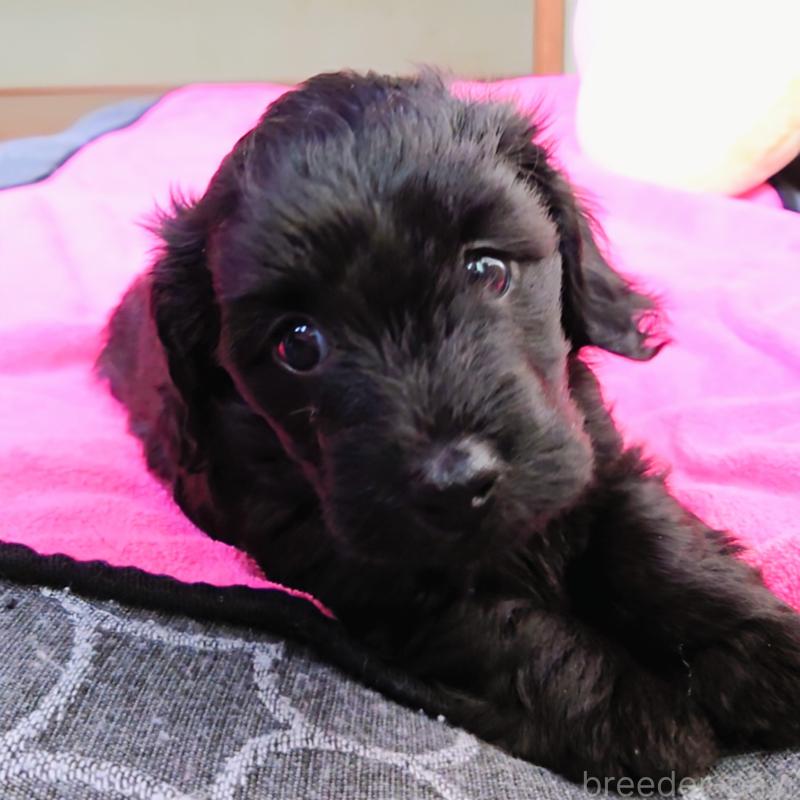 販売中の埼玉県のダップー:ミニチュアダックスフンド×トイプードル-429286の2枚目