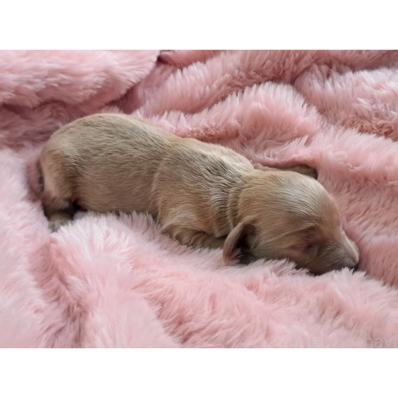 販売中の愛知県のダップー:ミニチュアダックスフンド×トイプードル-429288の4枚目