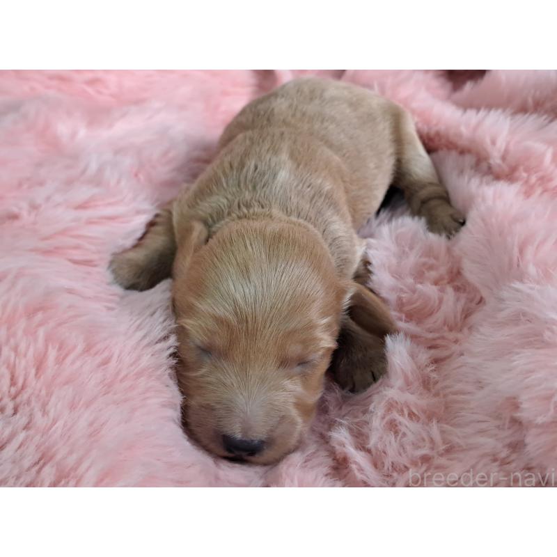 販売中の愛知県のダップー:ミニチュアダックスフンド×トイプードル-429288の3枚目