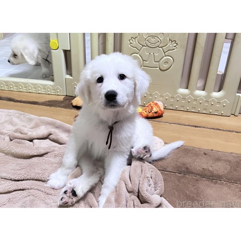 販売中の静岡県のグレートピレニーズ-429290の4枚目