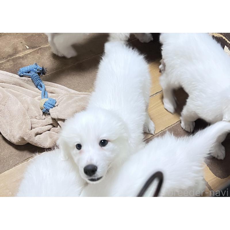 販売中の静岡県のグレートピレニーズ-429290の3枚目