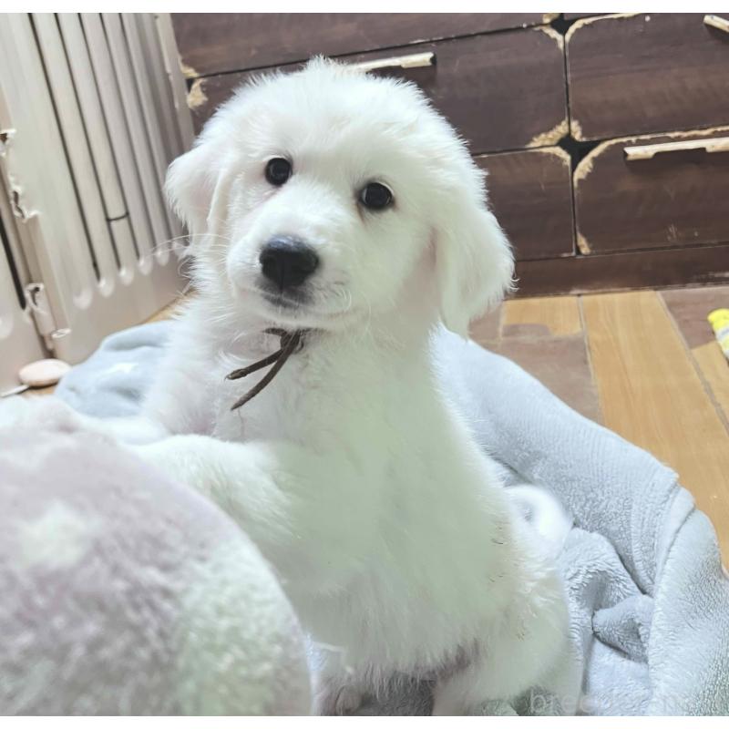 販売中の静岡県のグレートピレニーズ-429290の2枚目