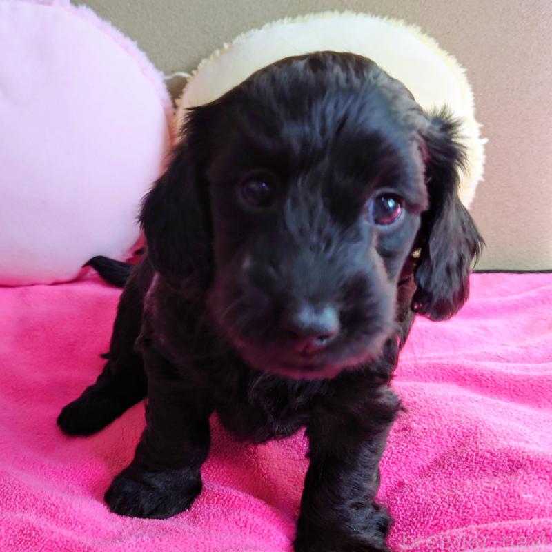 販売中の埼玉県のダップー:ミニチュアダックスフンド×トイプードル-429289の2枚目