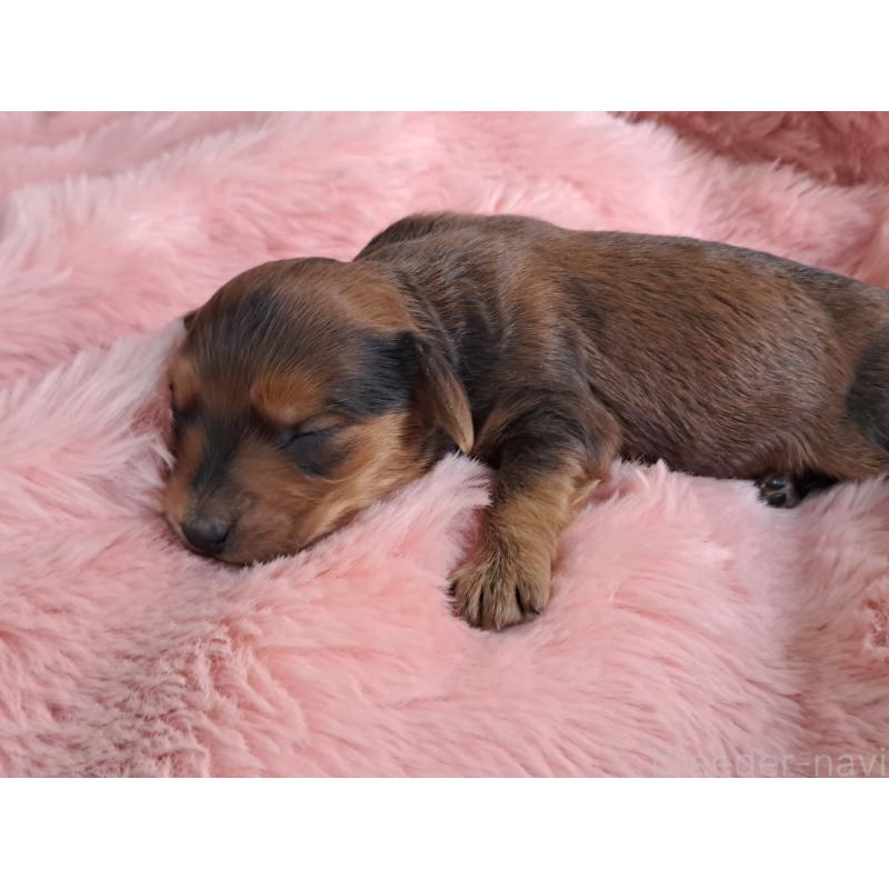 販売中の愛知県のダップー:ミニチュアダックスフンド×トイプードル-429291の4枚目