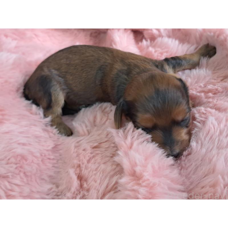 販売中の愛知県のダップー:ミニチュアダックスフンド×トイプードル-429291の3枚目