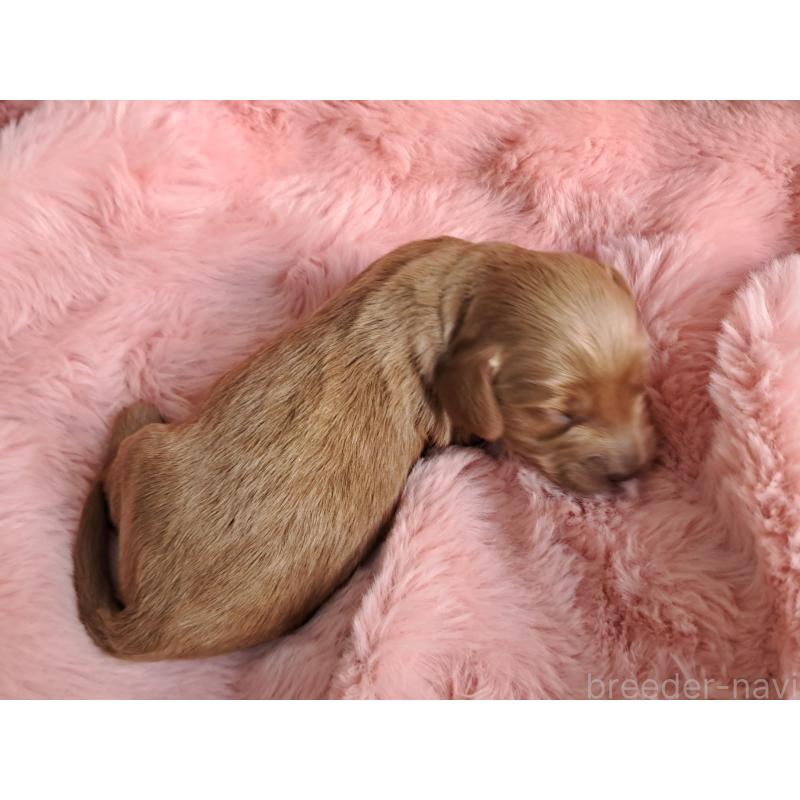 販売中の愛知県のダップー:ミニチュアダックスフンド×トイプードル-429292の4枚目