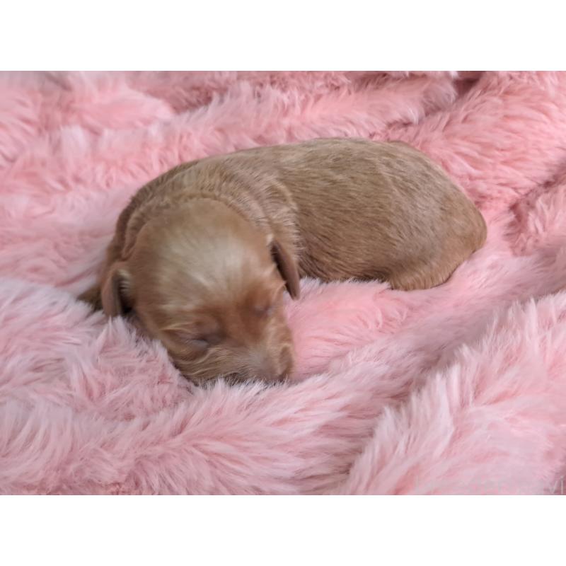 販売中の愛知県のダップー:ミニチュアダックスフンド×トイプードル-429292の3枚目