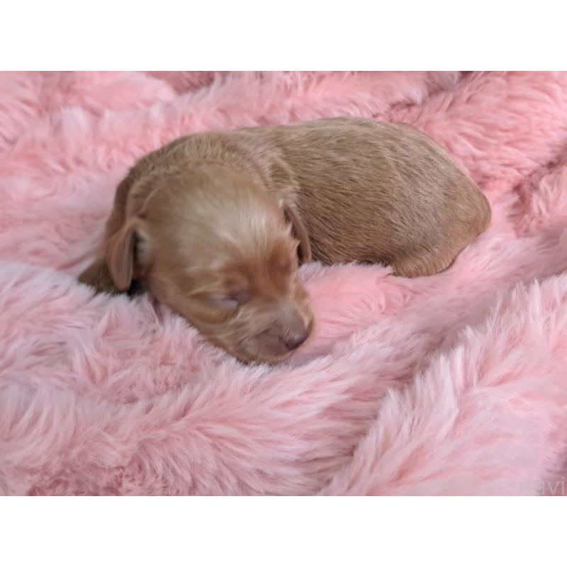 販売中の愛知県のダップー:ミニチュアダックスフンド×トイプードル-429292