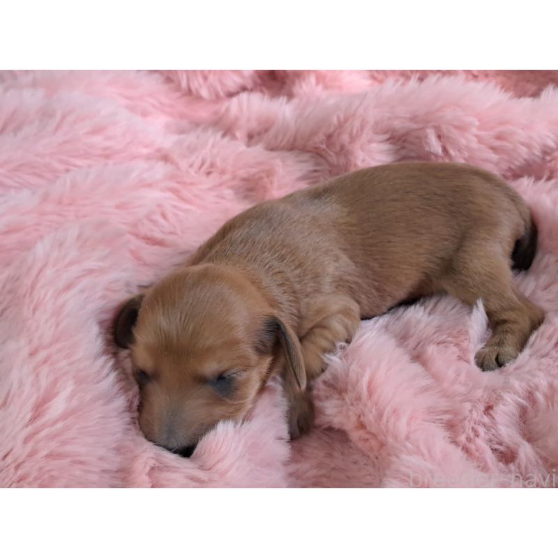 販売中の愛知県のダップー:ミニチュアダックスフンド×トイプードル-429293