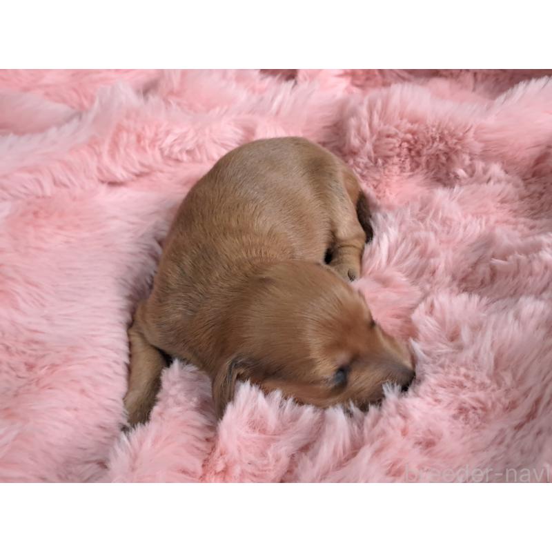 販売中の愛知県のダップー:ミニチュアダックスフンド×トイプードル-429293の3枚目