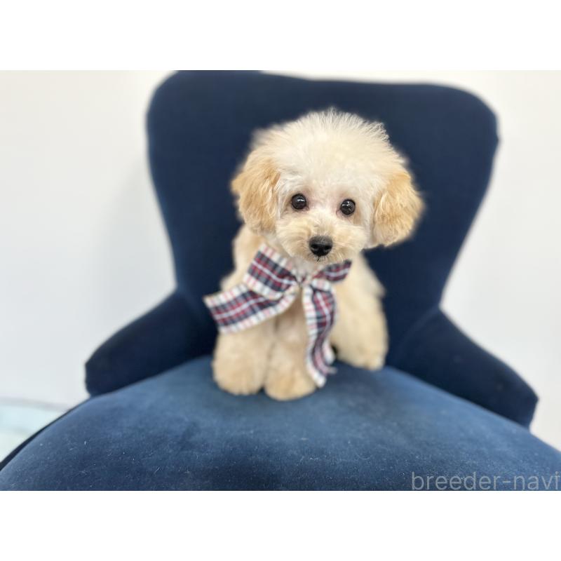 販売中の京都府のトイプードル-396694の4枚目