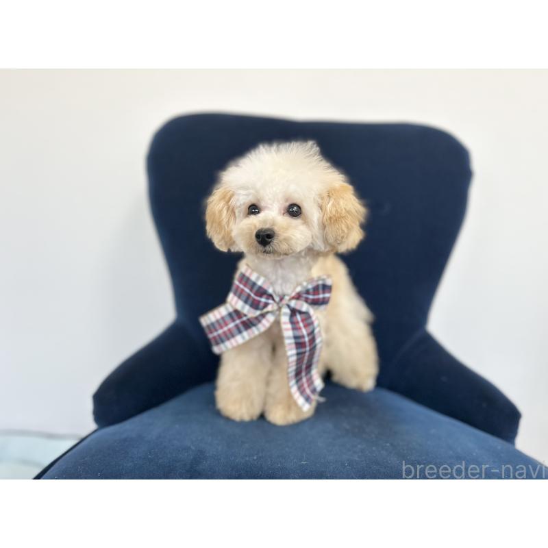 販売中の京都府のトイプードル-396694の3枚目