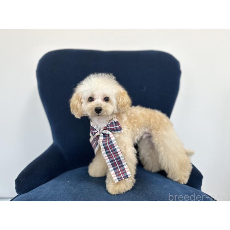 販売中の京都府のトイプードル-396694の2枚目