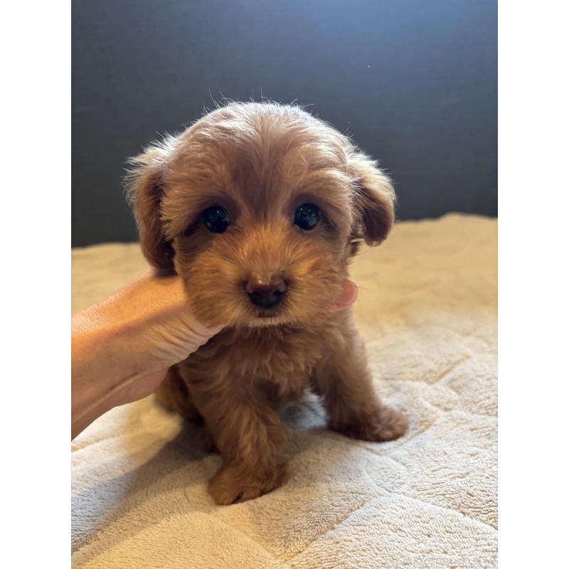 成約済の福岡県のマルプー:マルチーズ×トイプードル-425400の2枚目