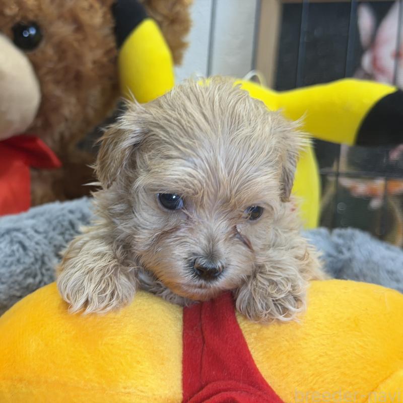 販売中の埼玉県のマルプー:マルチーズ×トイプードル-429295の6枚目