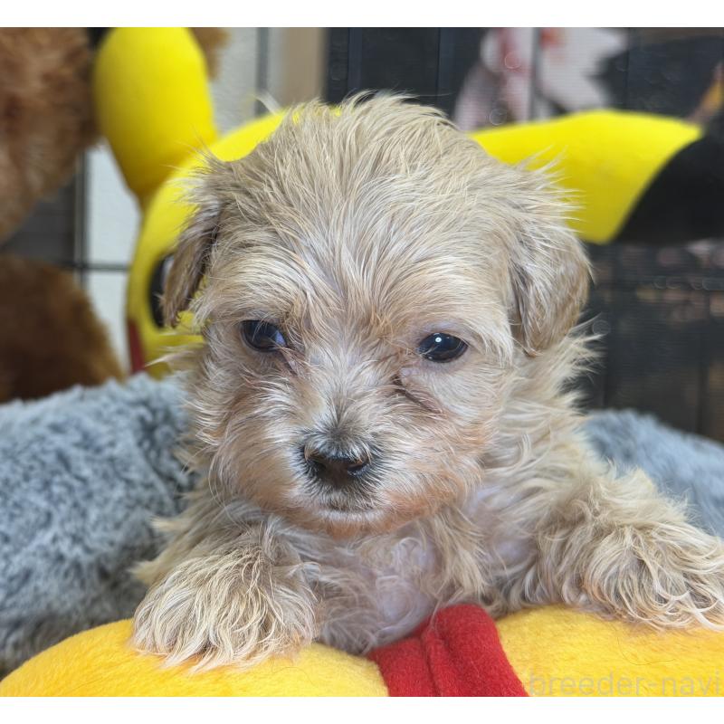 販売中の埼玉県のマルプー:マルチーズ×トイプードル-429295の5枚目