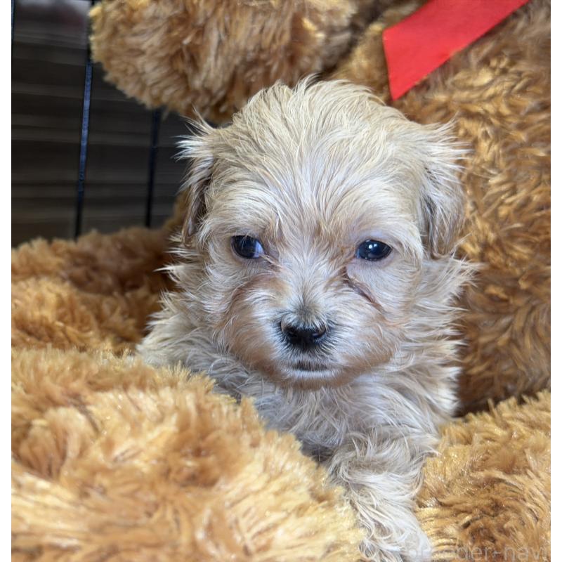 販売中の埼玉県のマルプー:マルチーズ×トイプードル-429295の4枚目