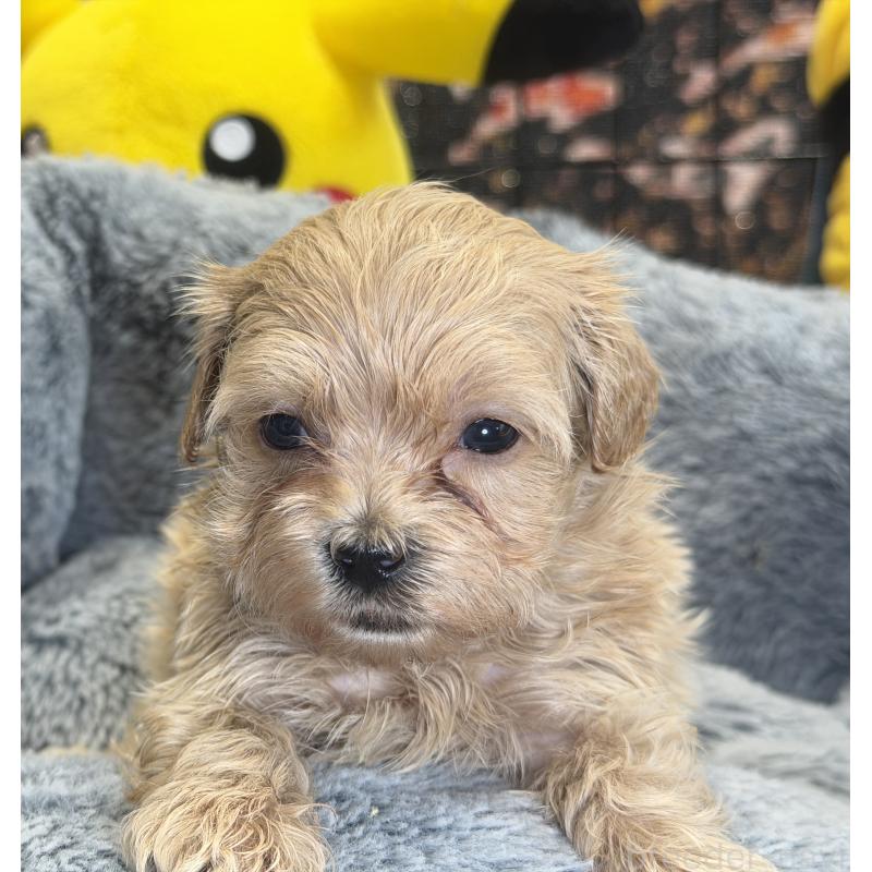 販売中の埼玉県のマルプー:マルチーズ×トイプードル-429295の3枚目