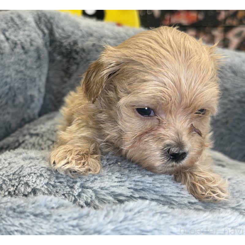 販売中の埼玉県のマルプー:マルチーズ×トイプードル-429295の2枚目