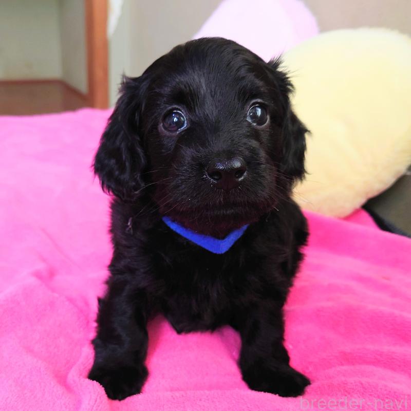 販売中の埼玉県のダップー:ミニチュアダックスフンド×トイプードル-429294の1枚目