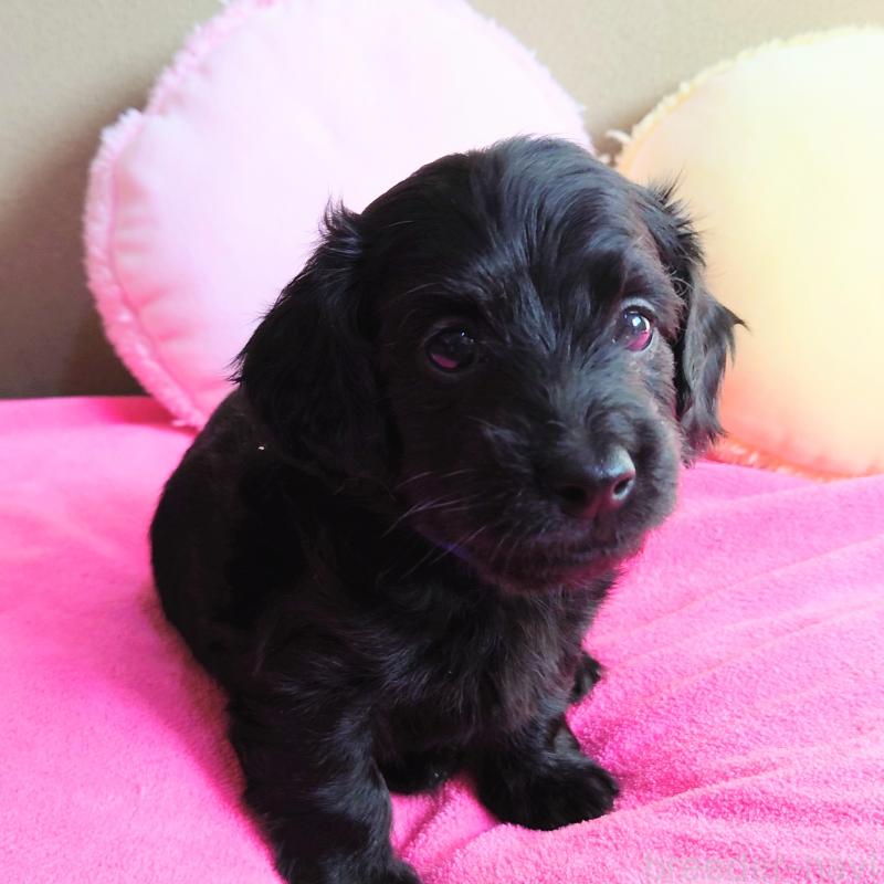 販売中の埼玉県のダップー:ミニチュアダックスフンド×トイプードル-429294の2枚目