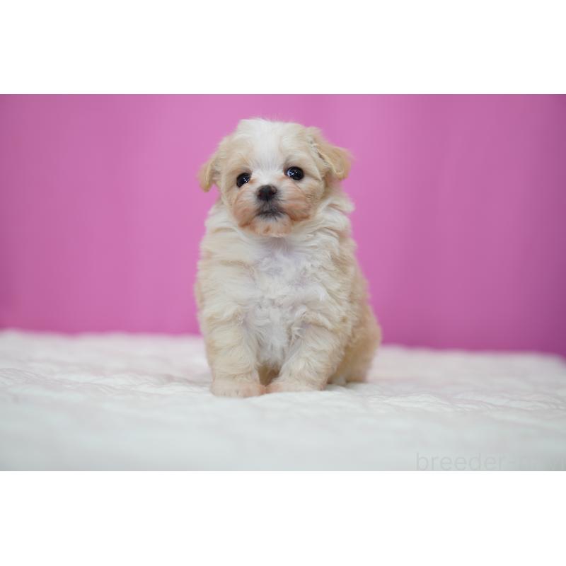 販売中の埼玉県のマルプー:マルチーズ×トイプードル-429297の7枚目