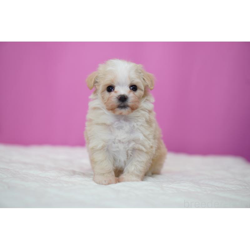 販売中の埼玉県のマルプー:マルチーズ×トイプードル-429297の5枚目