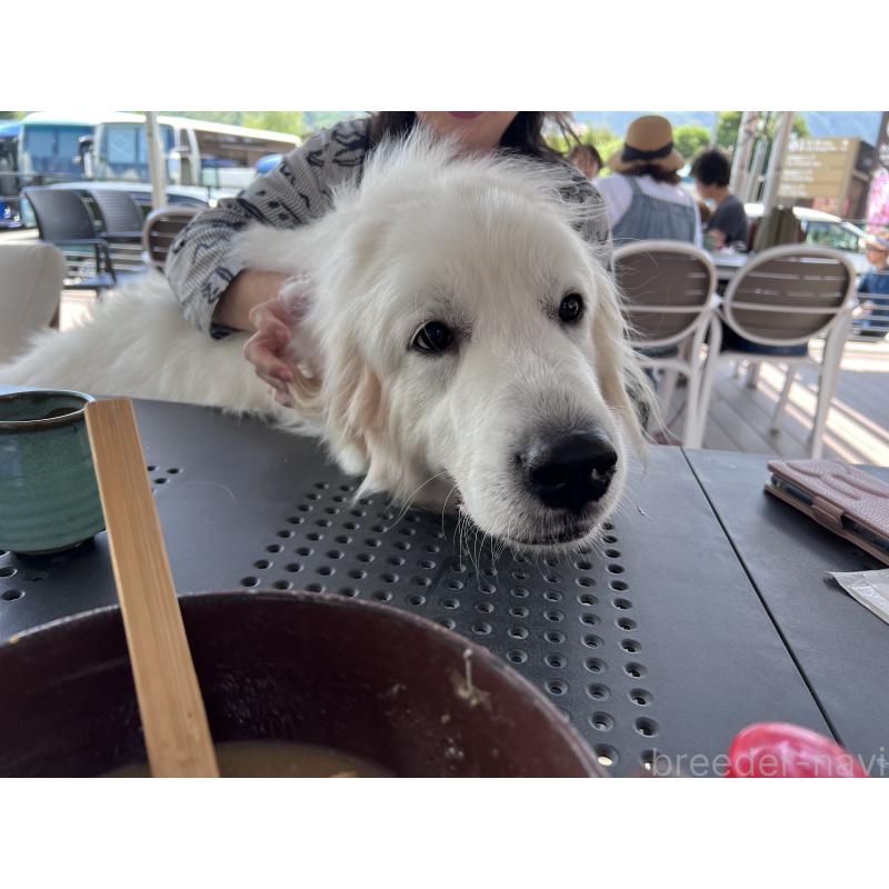 夜桜ちゃん1枚目