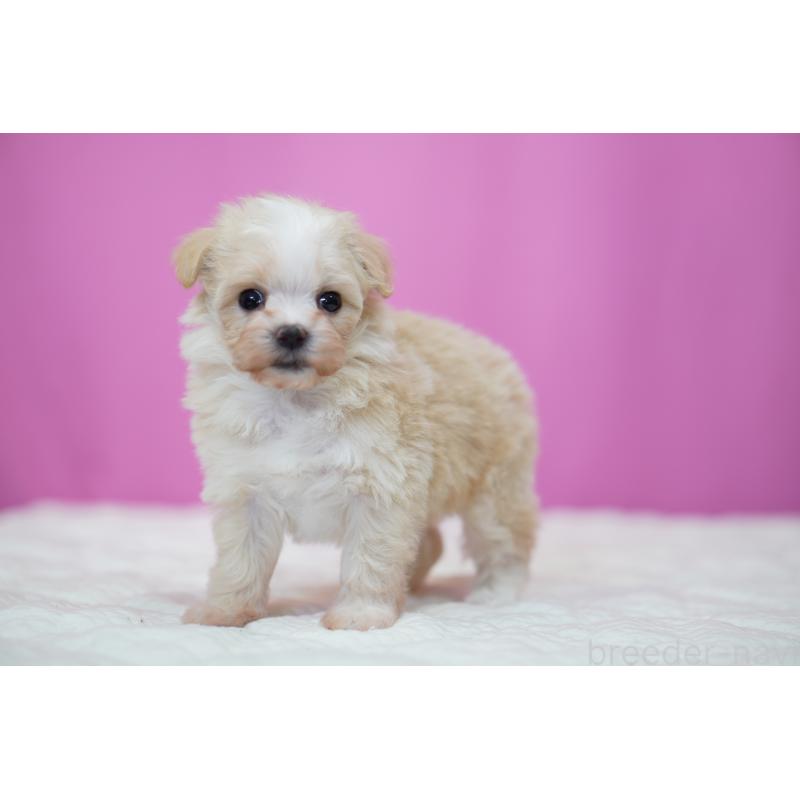 販売中の埼玉県のマルプー:マルチーズ×トイプードル-429297の4枚目