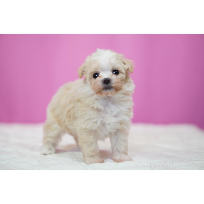 販売中の埼玉県のマルプー:マルチーズ×トイプードル-429297の3枚目