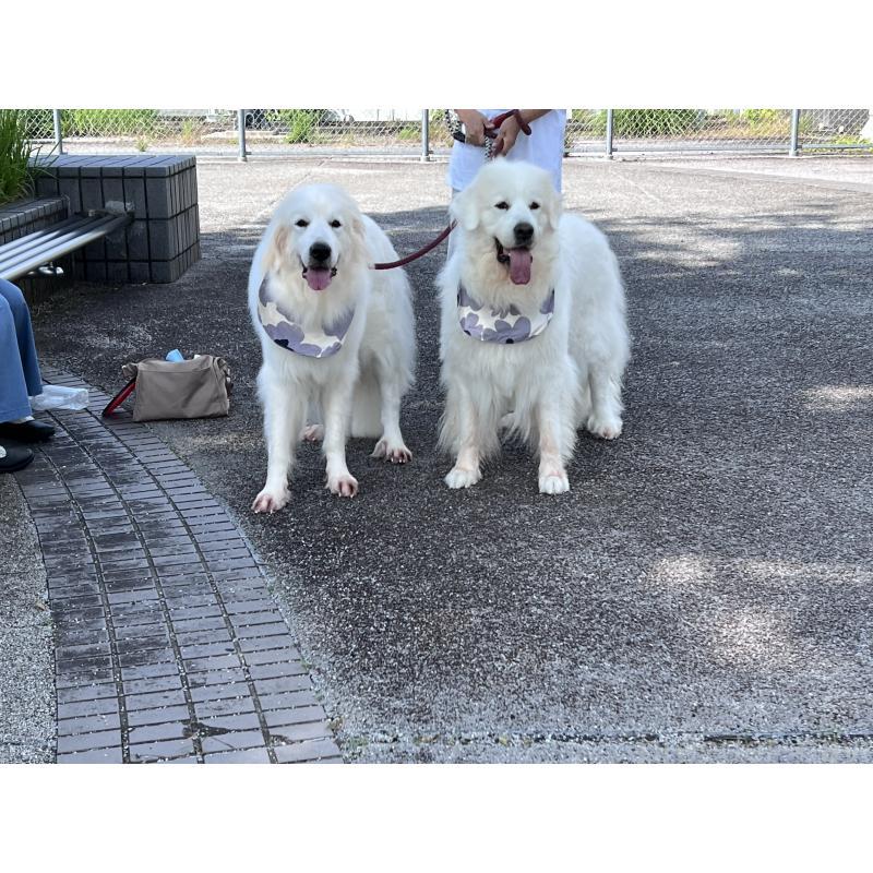 夜桜ちゃん1枚目