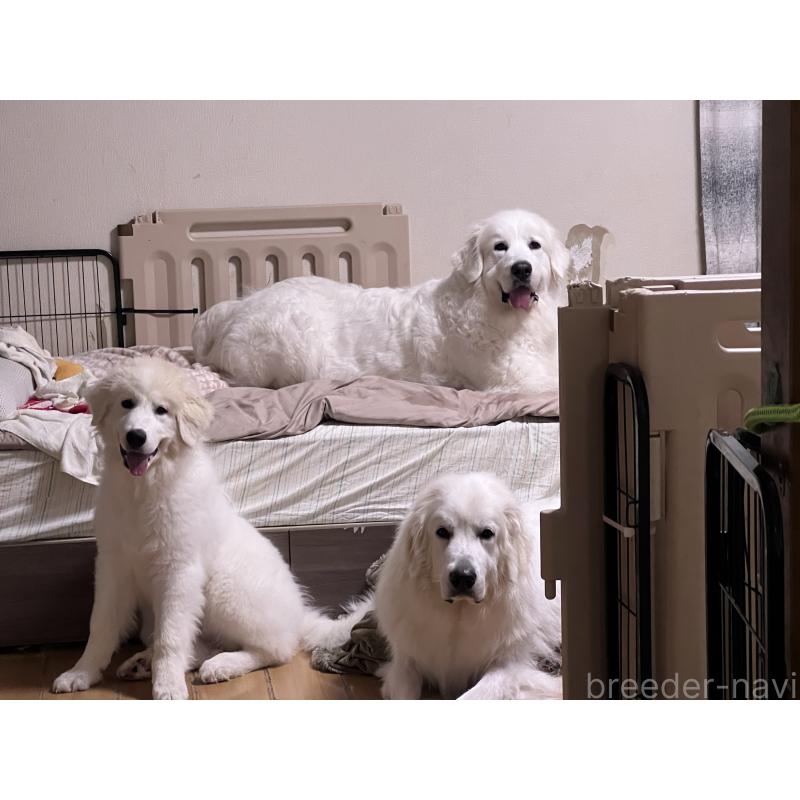 夜桜ちゃん1枚目