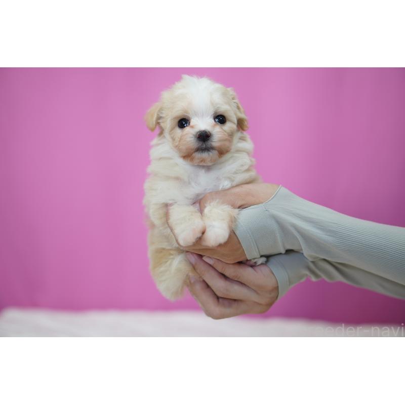 販売中の埼玉県のマルプー:マルチーズ×トイプードル-429297の2枚目