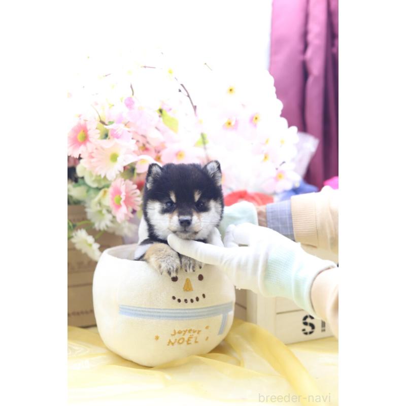 販売中の東京都の豆柴-429296の9枚目