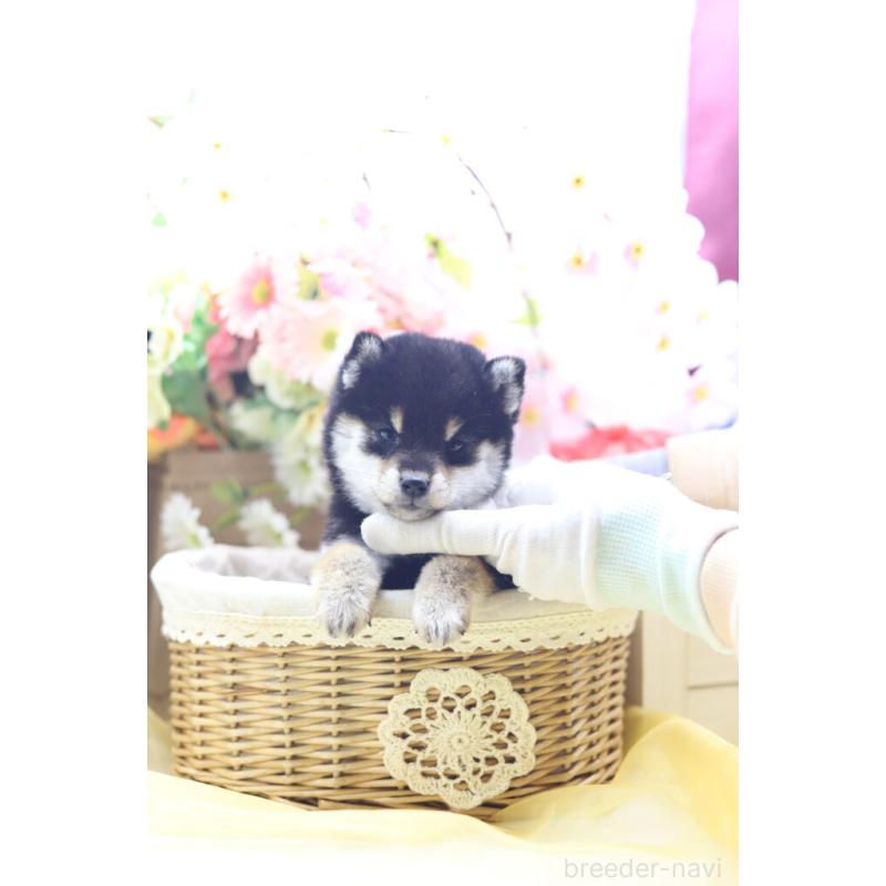 販売中の東京都の豆柴-429296の8枚目