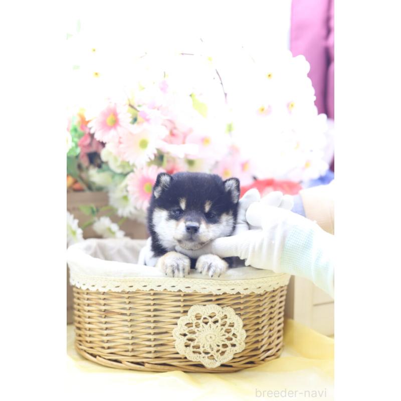 販売中の東京都の豆柴-429296の7枚目