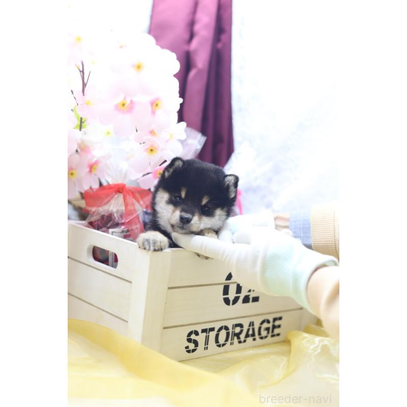 販売中の東京都の豆柴-429296の6枚目