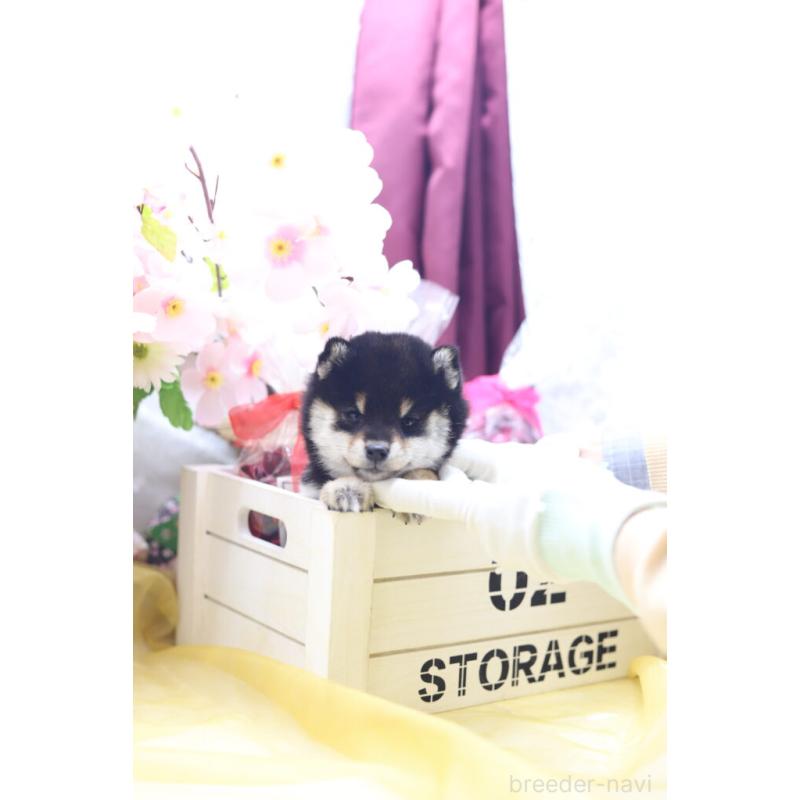 販売中の東京都の豆柴-429296の5枚目