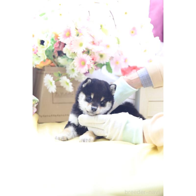 販売中の東京都の豆柴-429296の4枚目