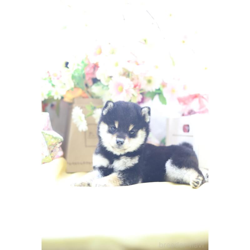 販売中の東京都の豆柴-429296の3枚目