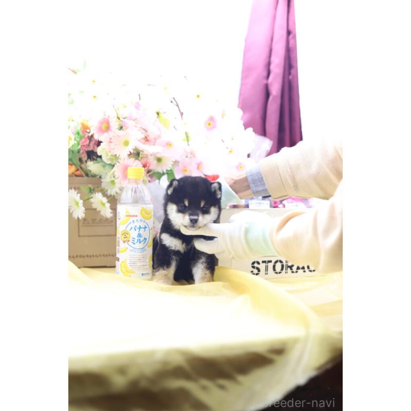 販売中の東京都の豆柴-429296の2枚目