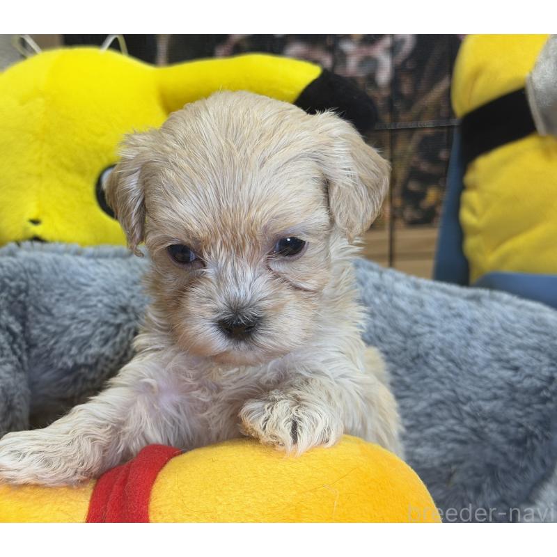 販売中の埼玉県のマルプー:マルチーズ×トイプードル-429298の9枚目