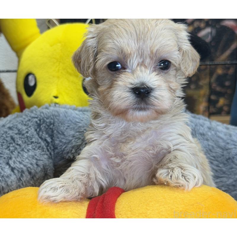 販売中の埼玉県のマルプー:マルチーズ×トイプードル-429298の8枚目